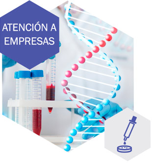 GN Servicios